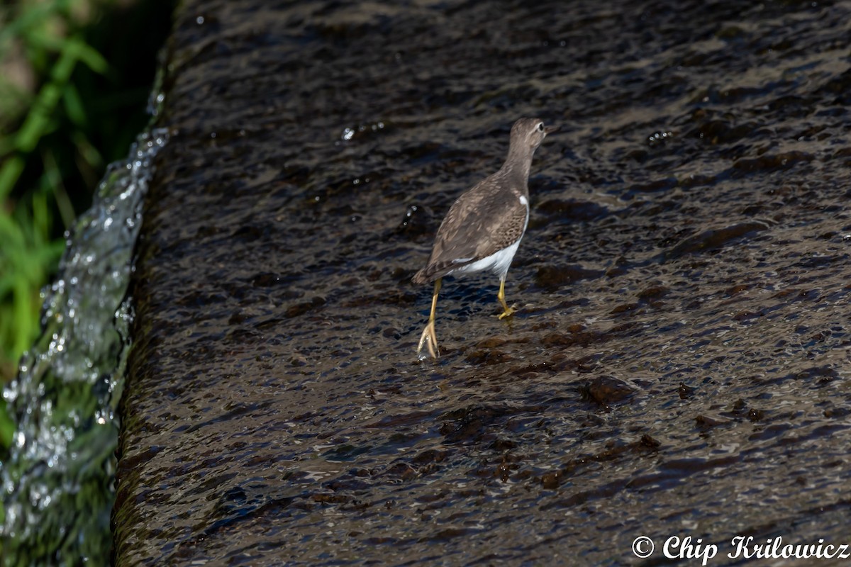 Spotted Sandpiper - Chip Krilowicz