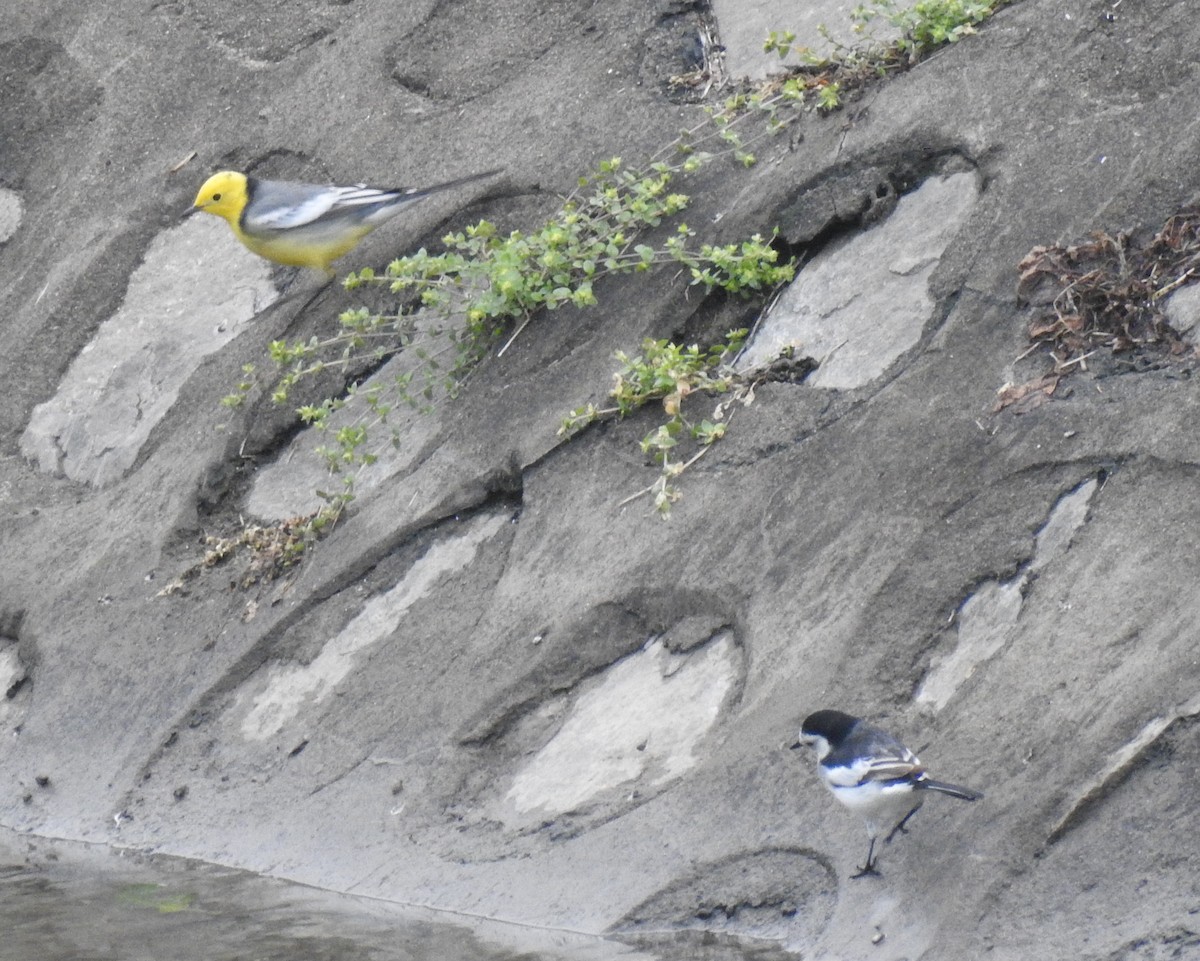 Citrine Wagtail - ML150701771