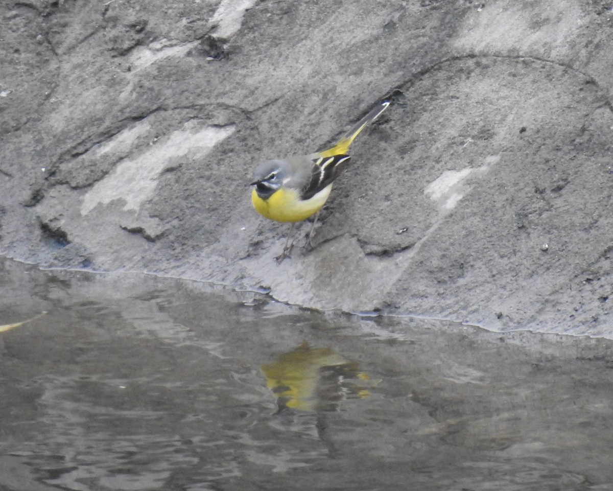 Gray Wagtail - ML150701811