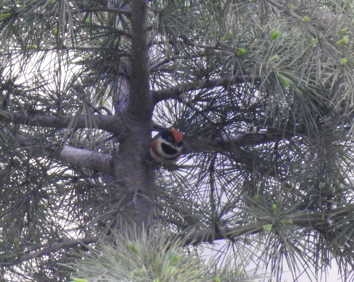 Black-throated Tit - ML150701831