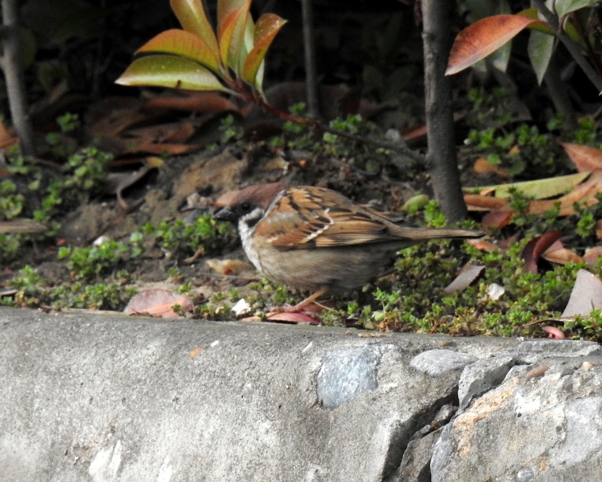 Eurasian Tree Sparrow - ML150701961