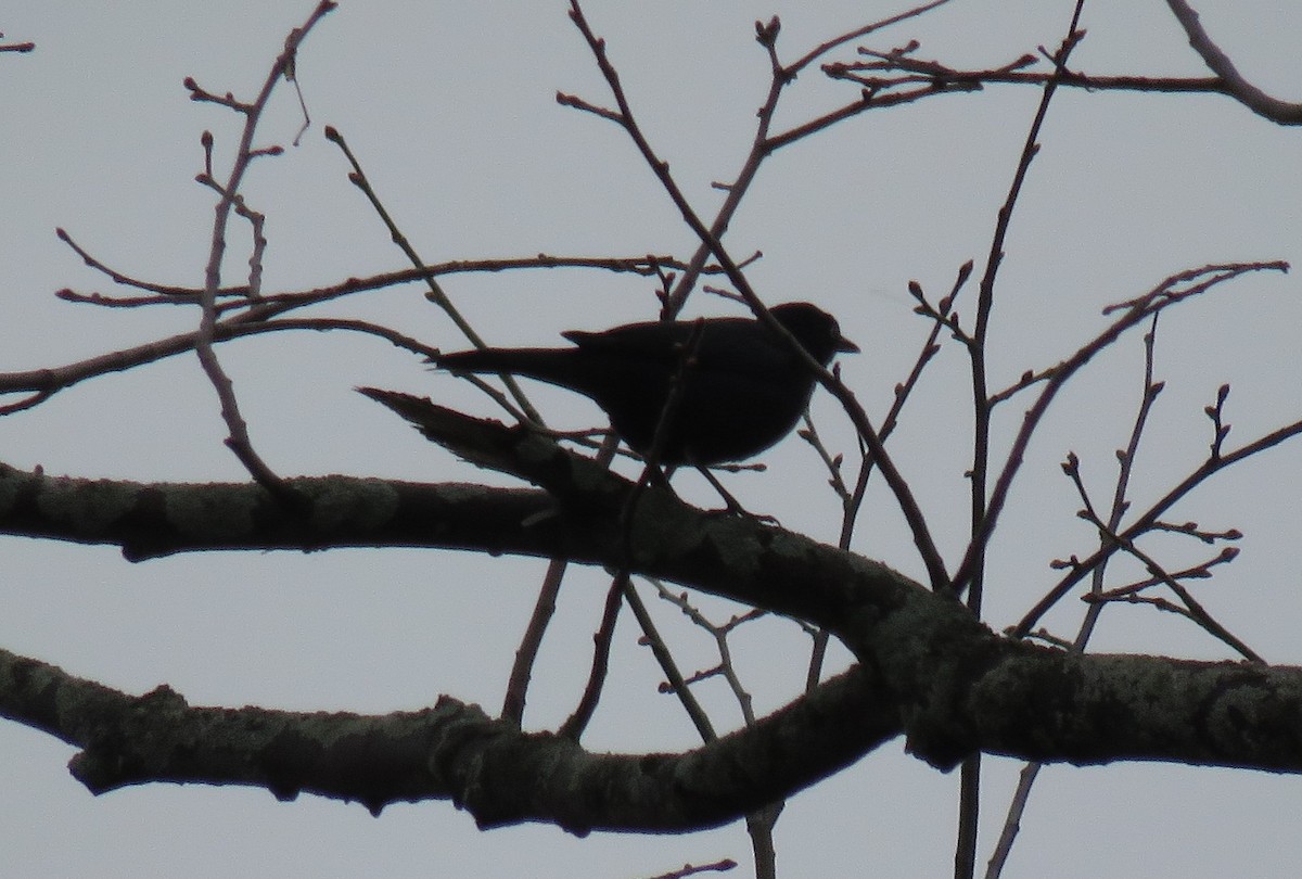 Rusty Blackbird - ML150702011