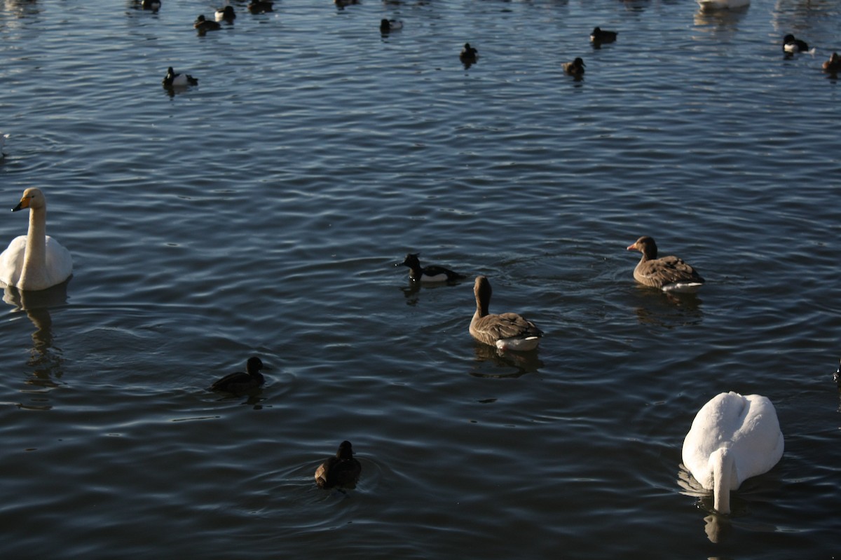 Tufted Duck - ML150702861