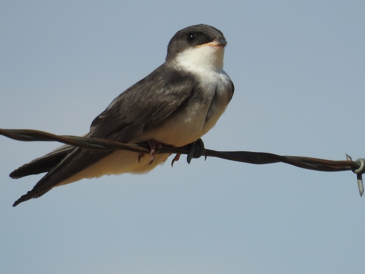 Tree Swallow - ML150703081