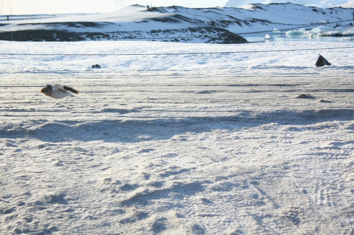 Snow Bunting - ML150703121