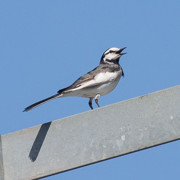 White Wagtail (Black-backed) - ML150703241