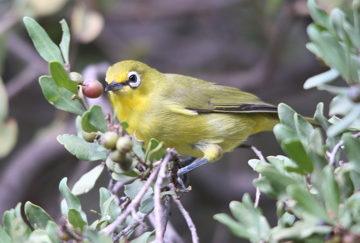 Cape White-eye - Jerome Kalvas