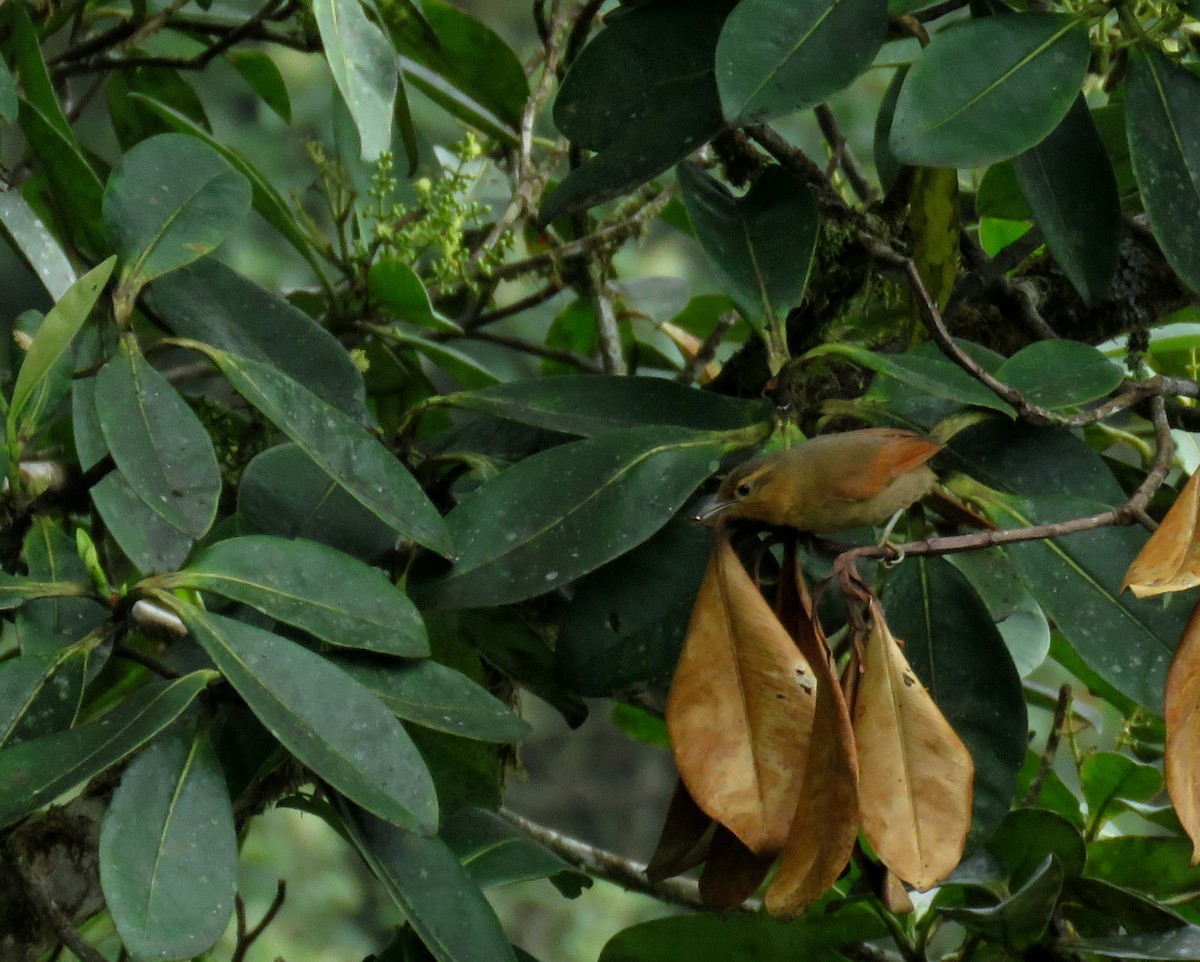 Buff-fronted Foliage-gleaner - ML150703561