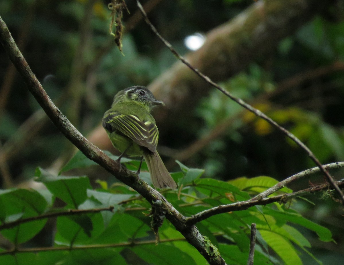 Marble-faced Bristle-Tyrant - ML150703611