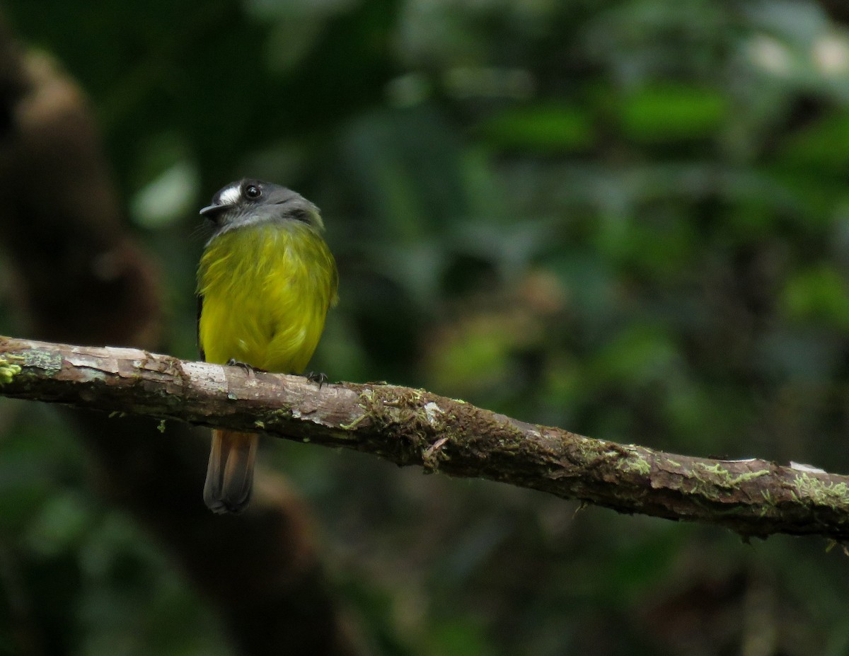 Ornate Flycatcher - ML150703651