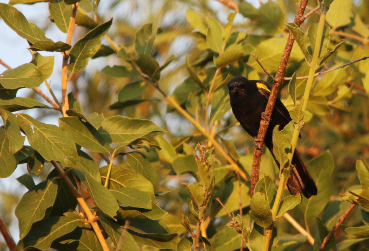 Black Cuckooshrike - Jerome Kalvas