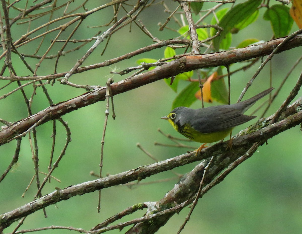 Canada Warbler - ML150703711