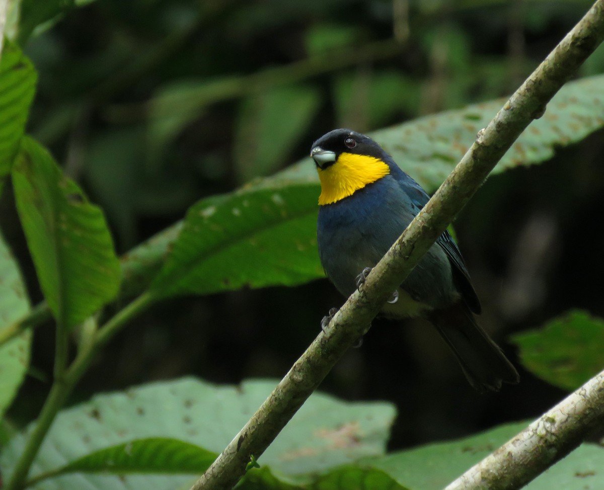 Purplish-mantled Tanager - ML150703841