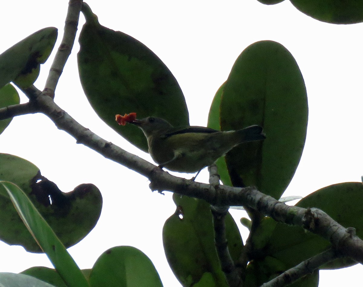 Golden-collared Honeycreeper - ML150703851