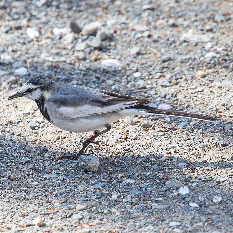 White Wagtail (Black-backed) - ML150703931