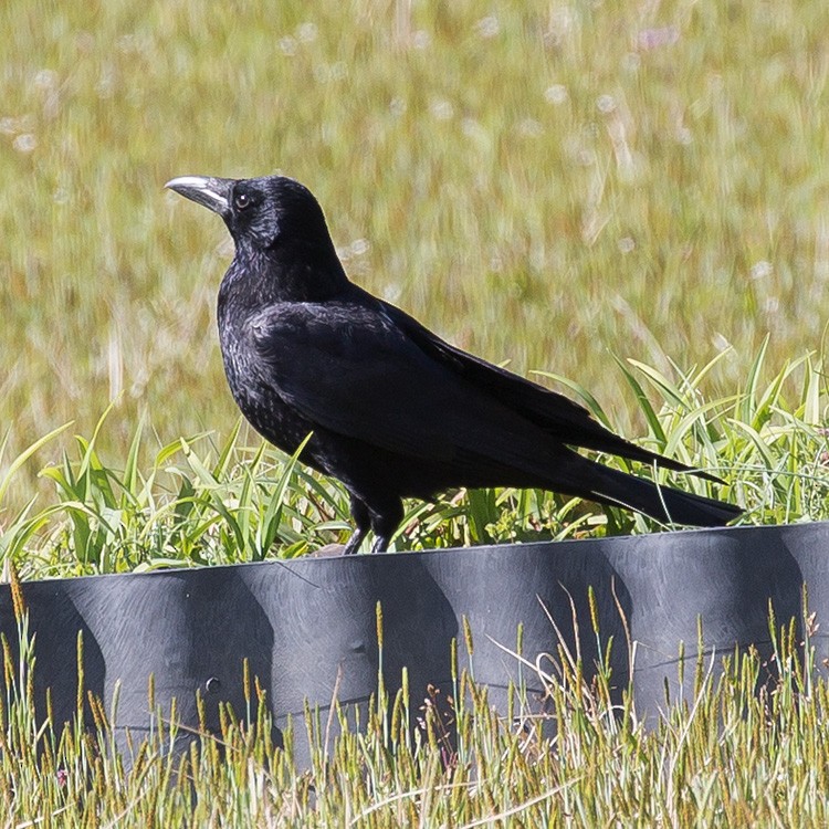 Carrion Crow - www.aladdin .st