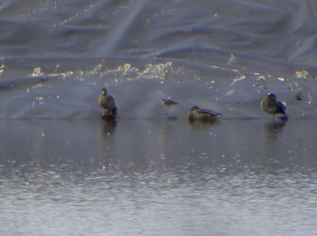 Common Redshank - ML150705021