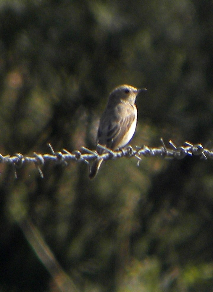 Spotted Flycatcher - Miguel Rodríguez Esteban