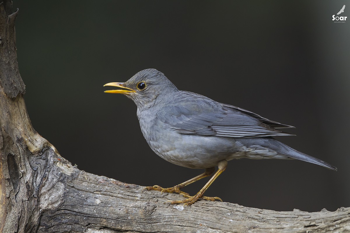 Tickell's Thrush - Soar Excursions