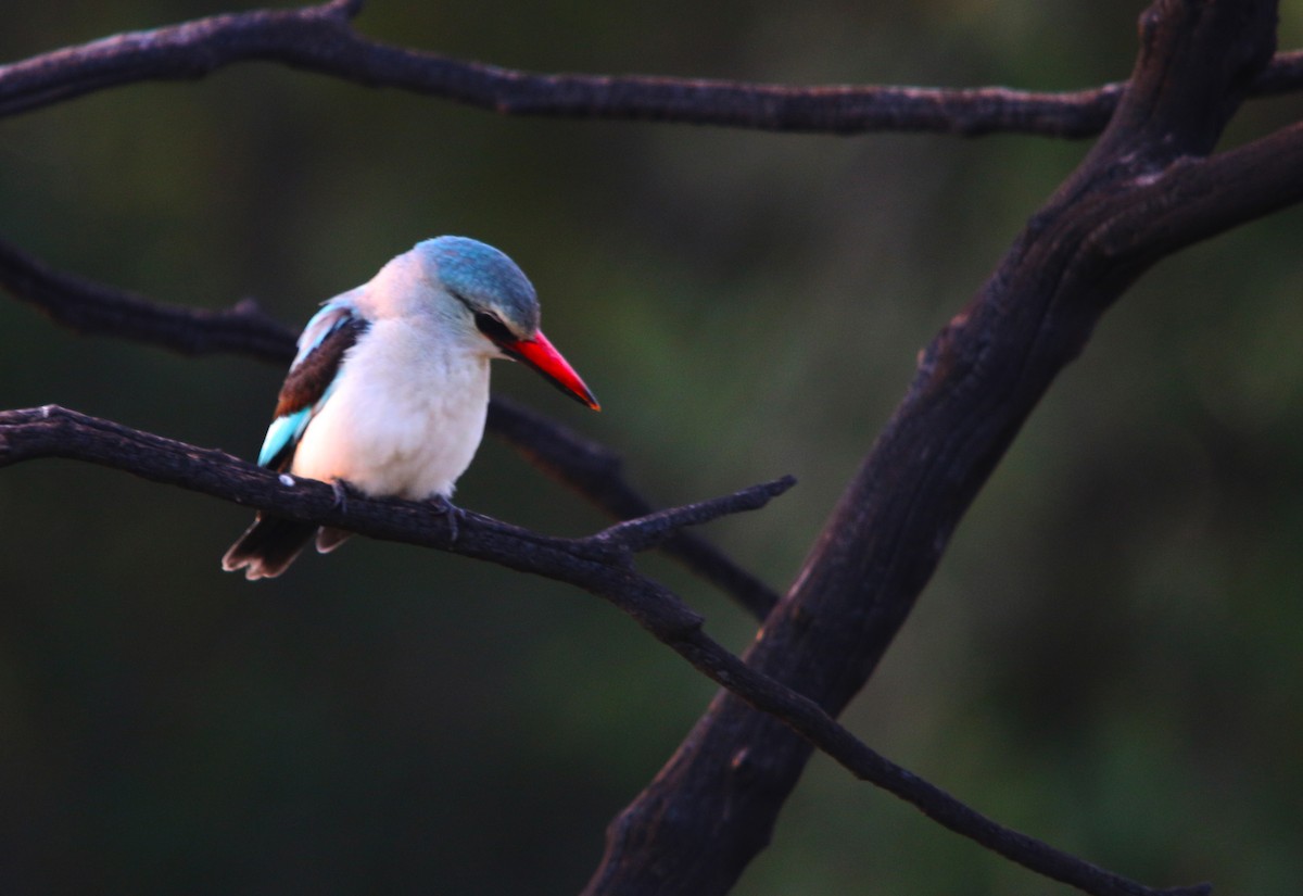 Woodland Kingfisher - ML150705311