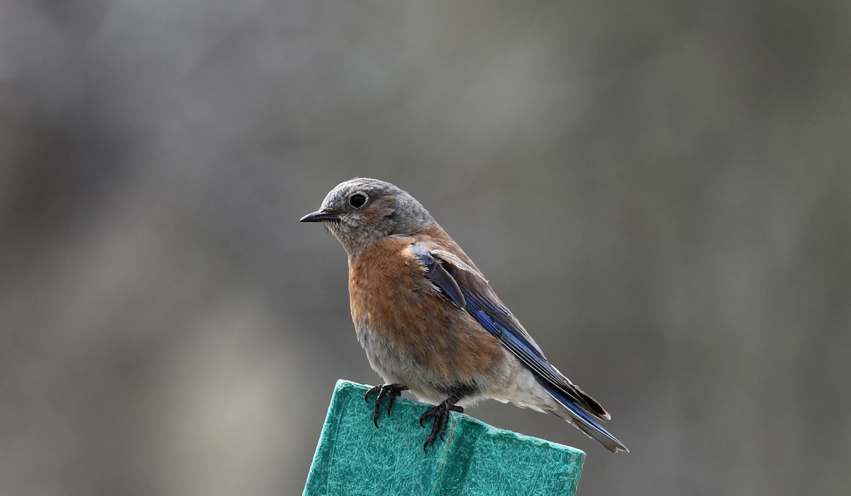 Western Bluebird - ML150705461
