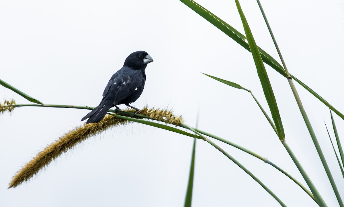 Large-billed Seed-Finch - ML150705521