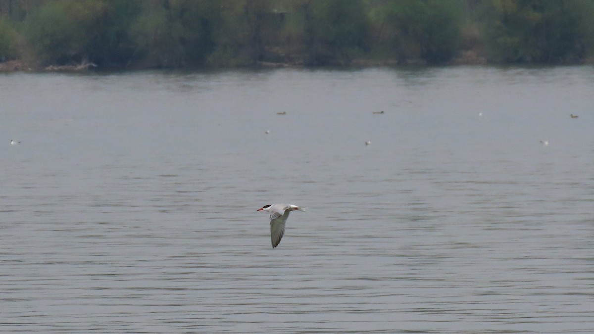 Common Tern - Group account  for eBirding in Serbia