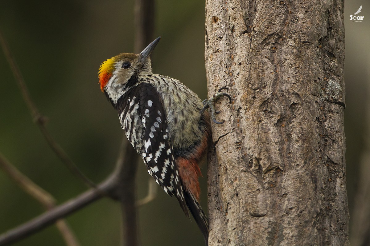 Brown-fronted Woodpecker - Soar Excursions