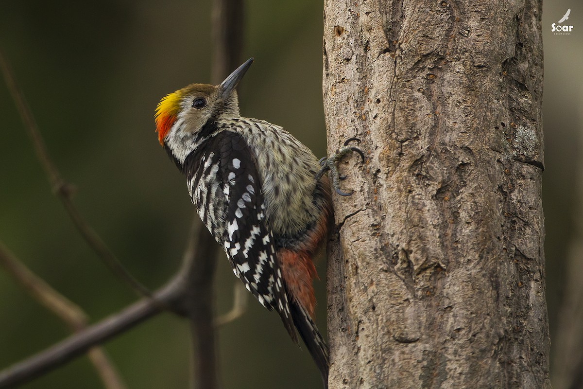 Brown-fronted Woodpecker - ML150706161