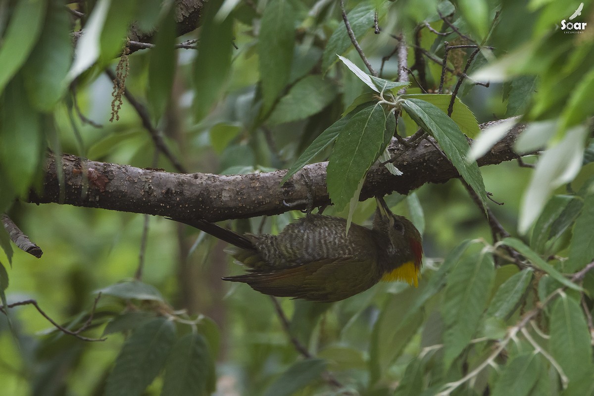 Lesser Yellownape - ML150706181