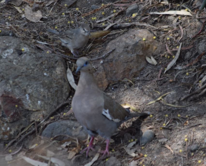 Picui Ground Dove - ML150706221