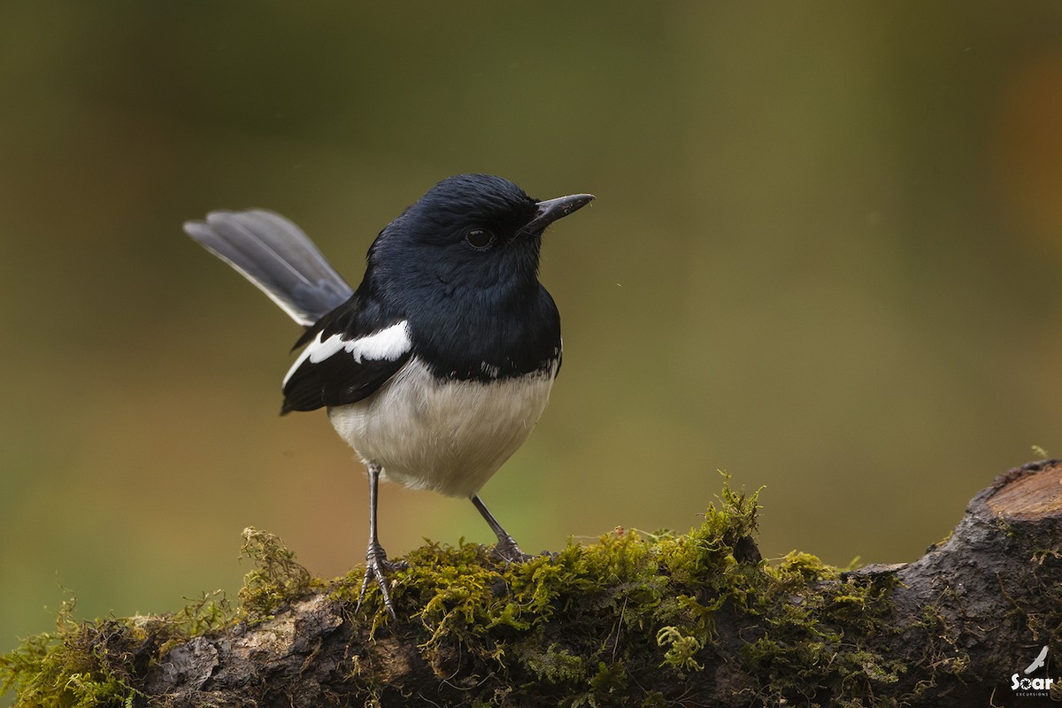 Oriental Magpie-Robin - ML150706511