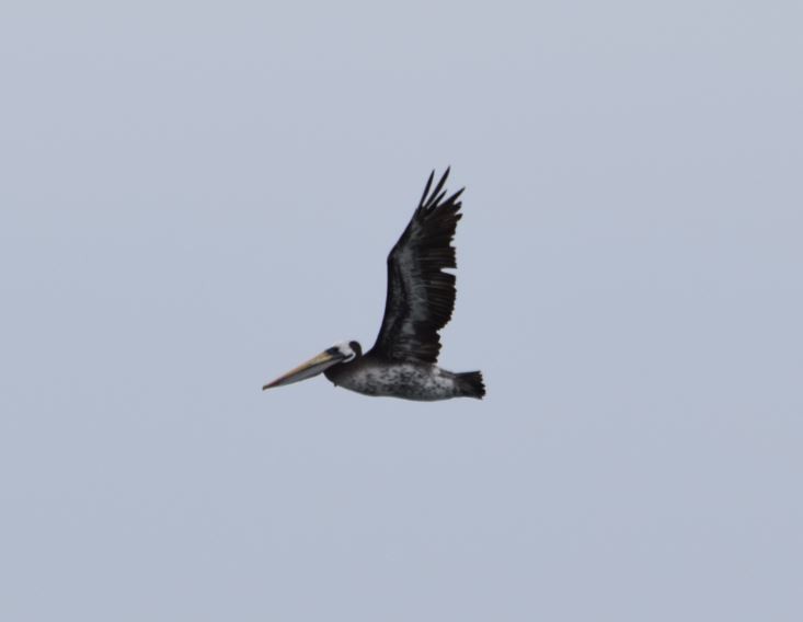pelikán chilský - ML150706521
