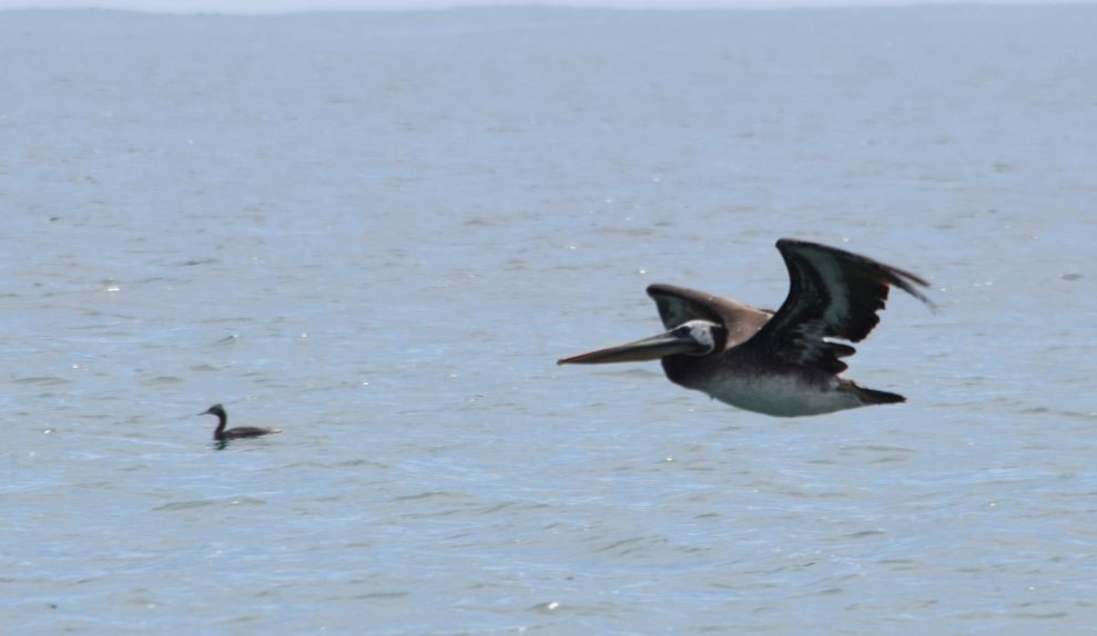 Peruvian Pelican - ML150706531