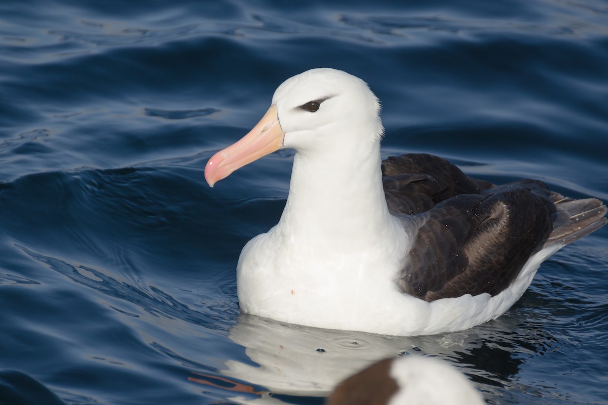 albatros černobrvý - ML150706791