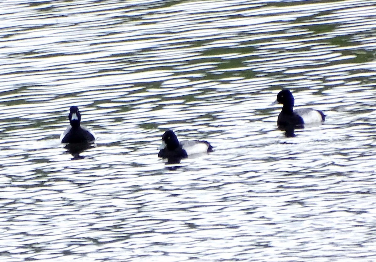 Lesser Scaup - ML150707011