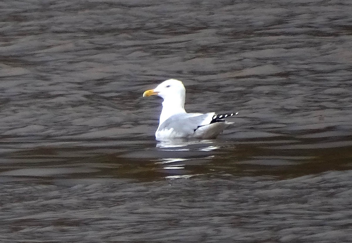 Herring Gull - Terry  Gray