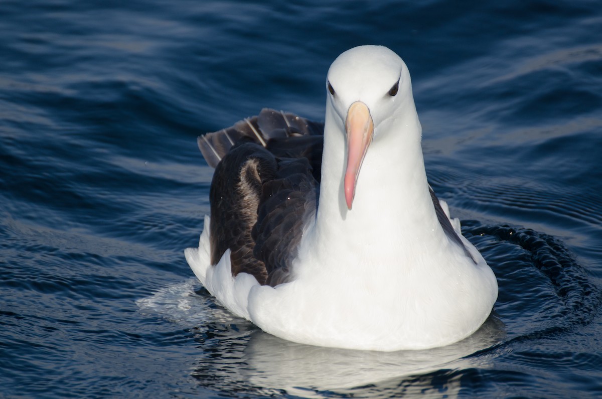 Albatros à sourcils noirs - ML150707251