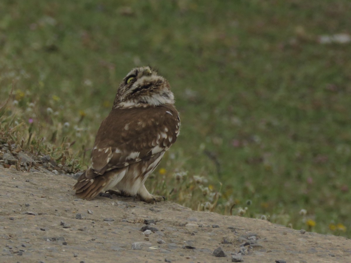 sýček obecný [skupina noctua] - ML150709131