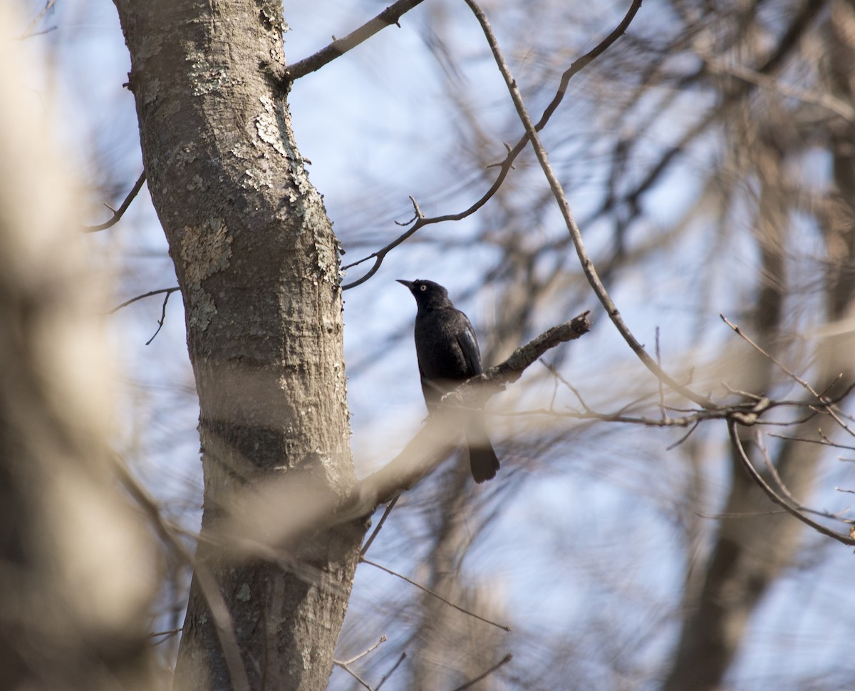 Rusty Blackbird - ML150709901