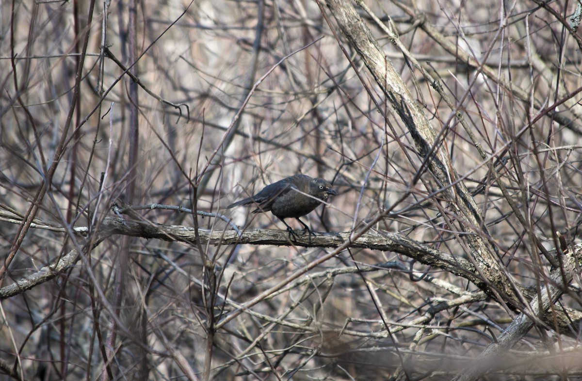 Rusty Blackbird - ML150709911