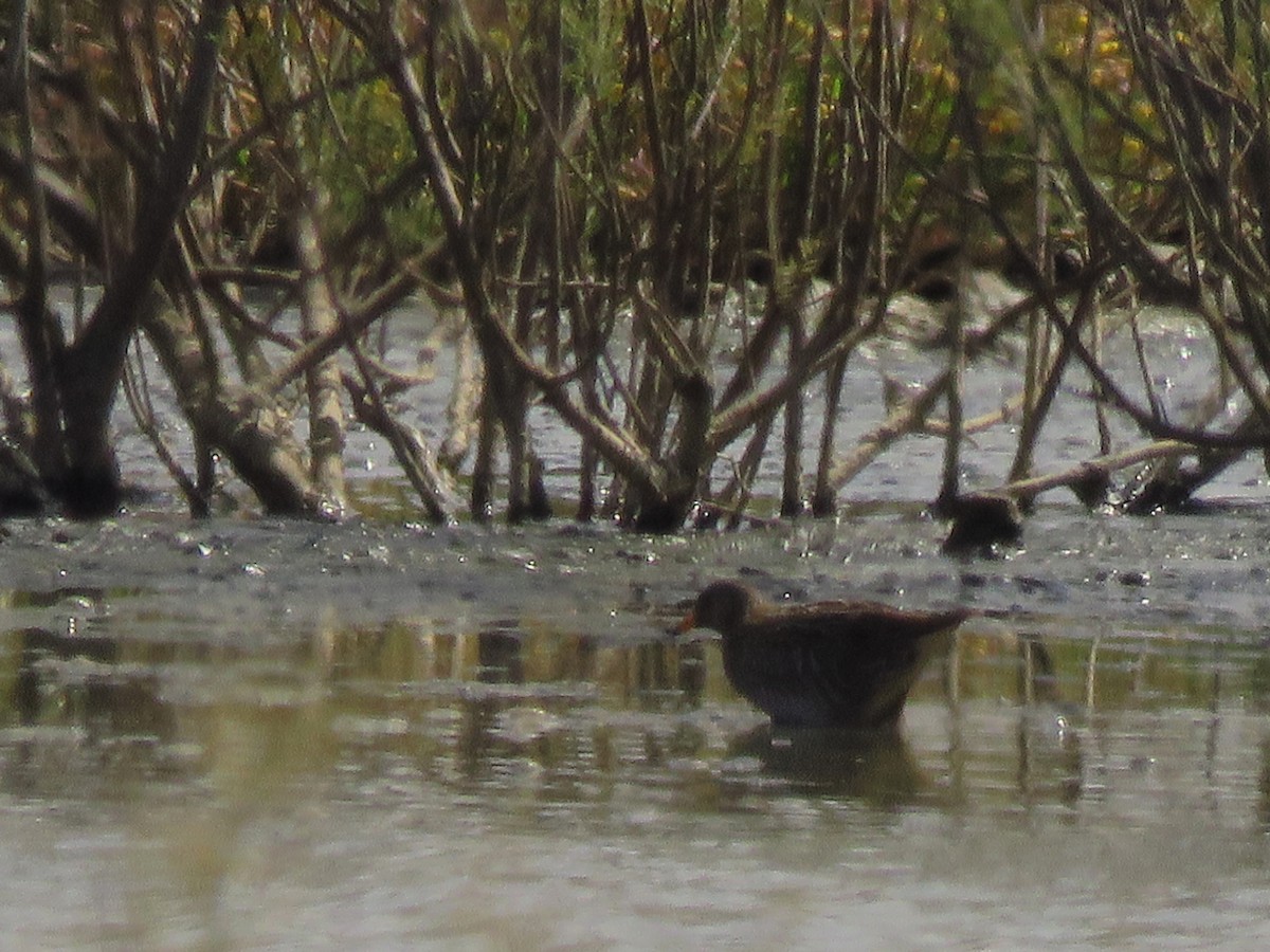 Spotted Crake - Pedro Fernandes