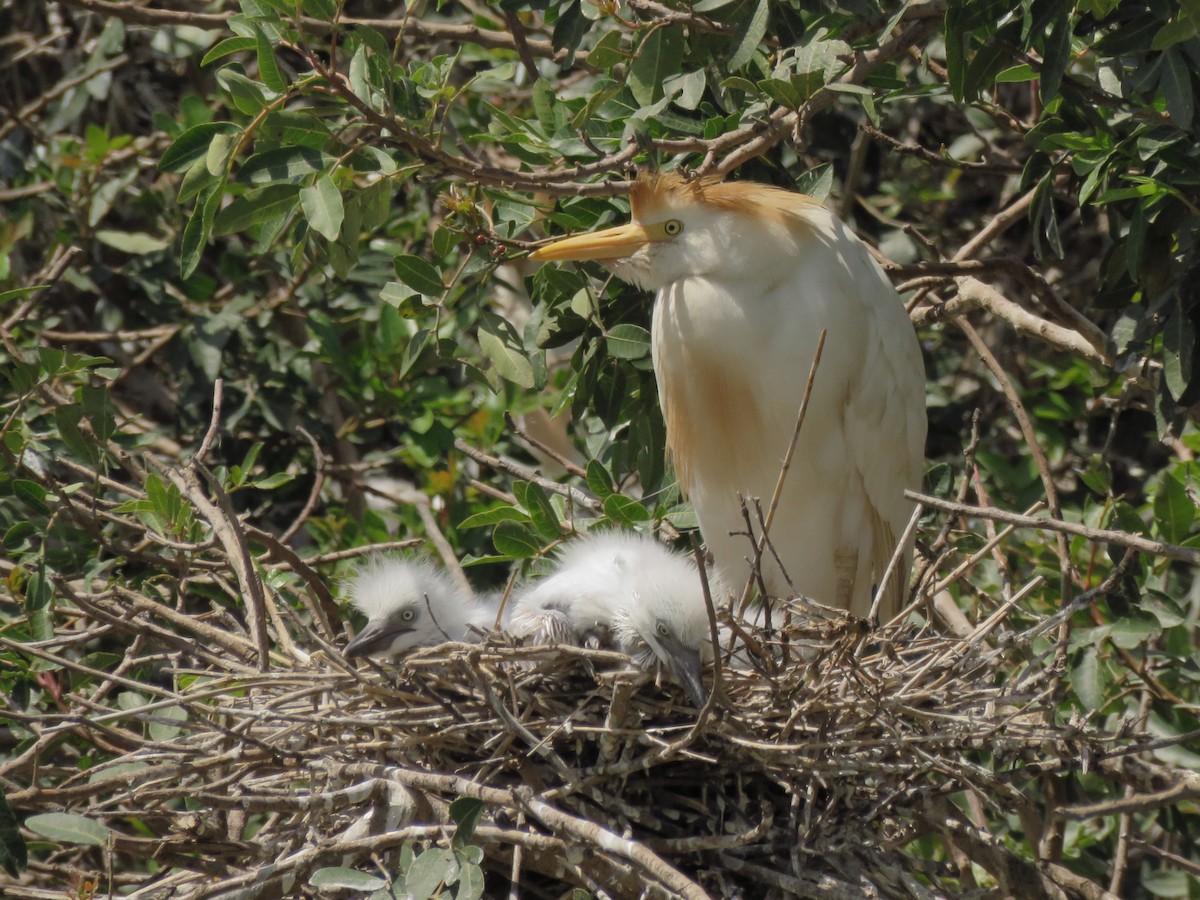 Western Cattle Egret - Pedro Fernandes