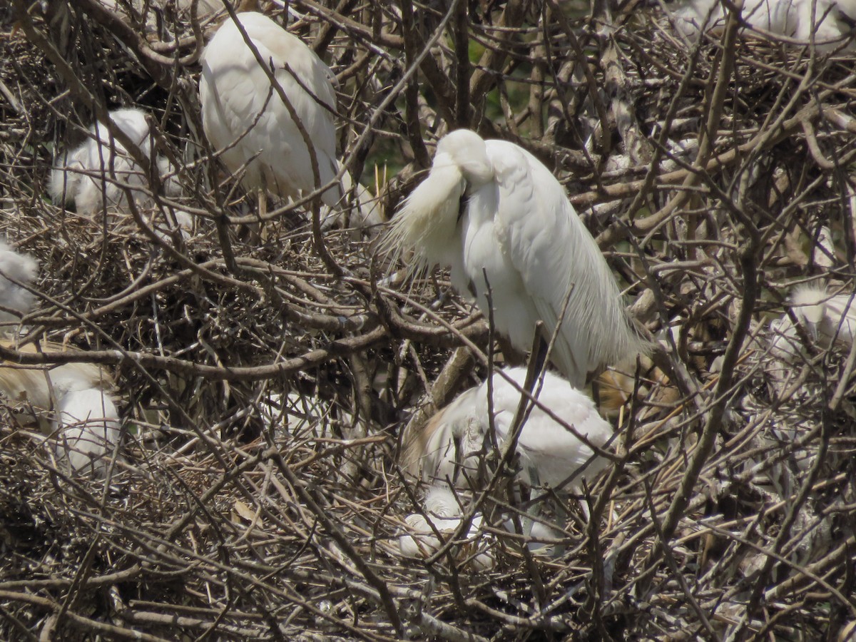 Little Egret (Western) - Pedro Fernandes