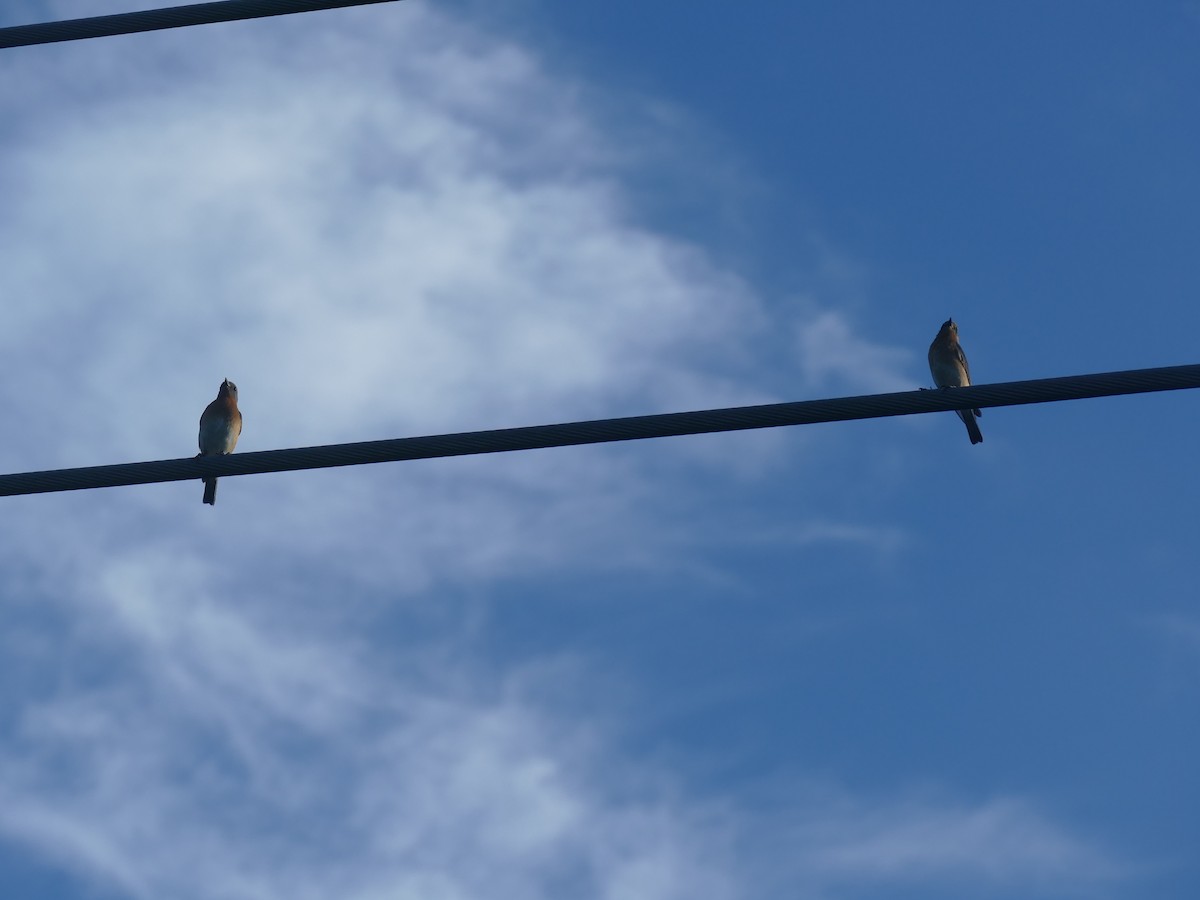 Eastern Bluebird - Ron Smith