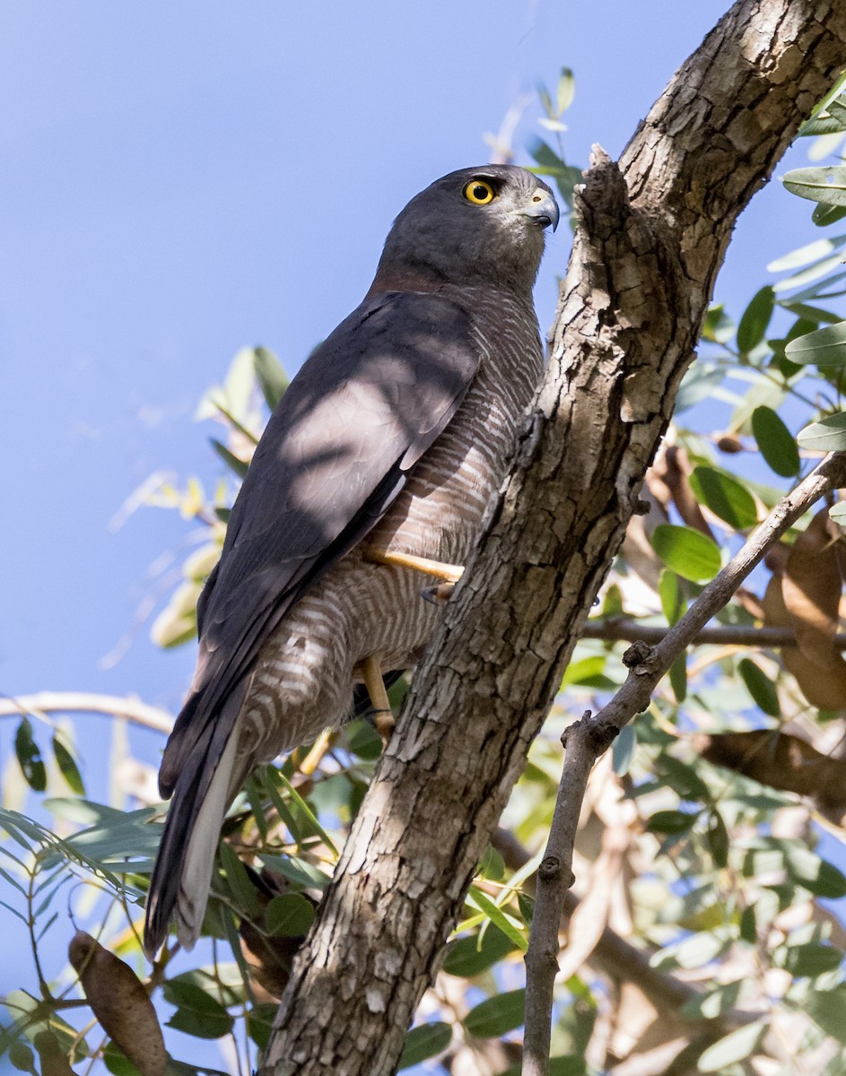 Brown Goshawk - Chris Barnes