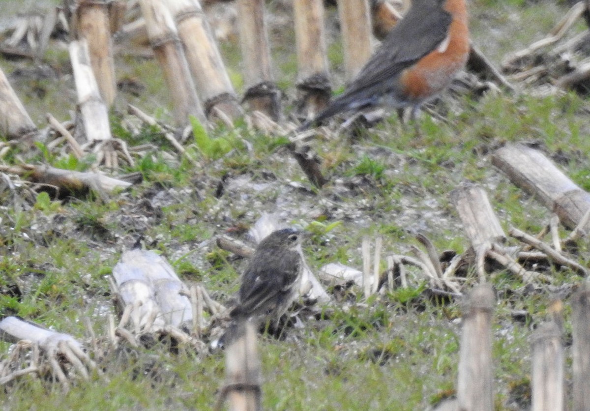 American Pipit - ML150712601