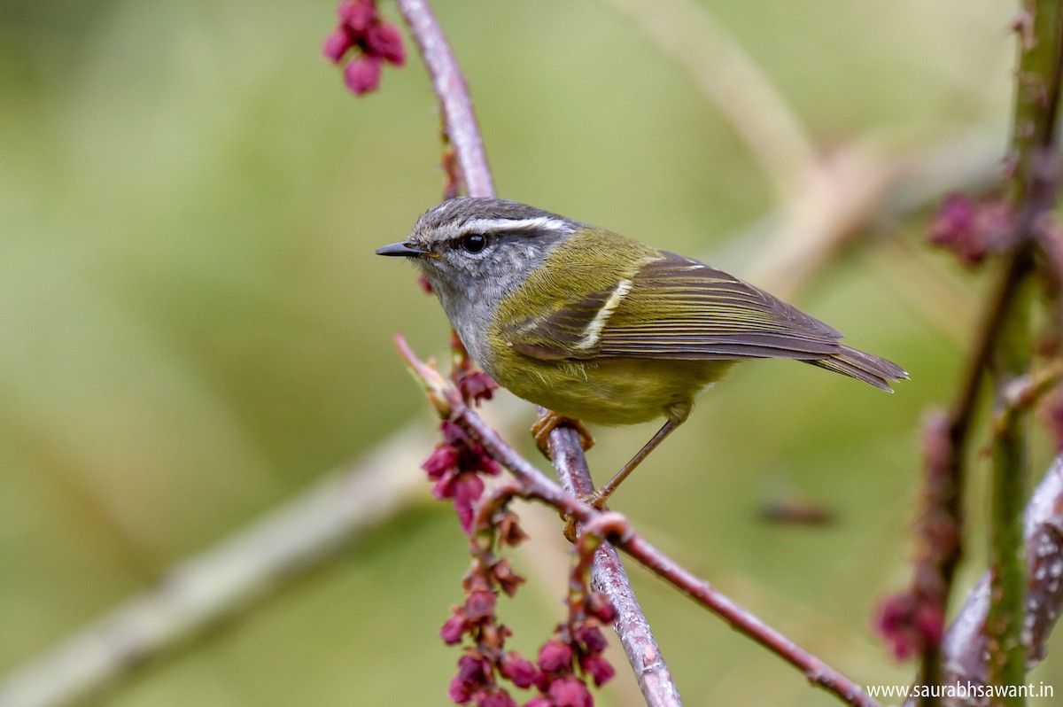 Ashy-throated Warbler - Saurabh Sawant