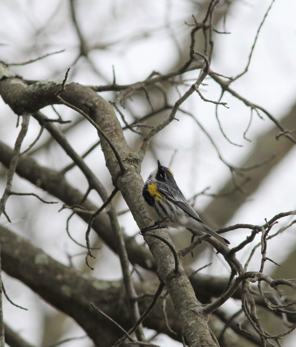 Yellow-rumped Warbler - ML150715031