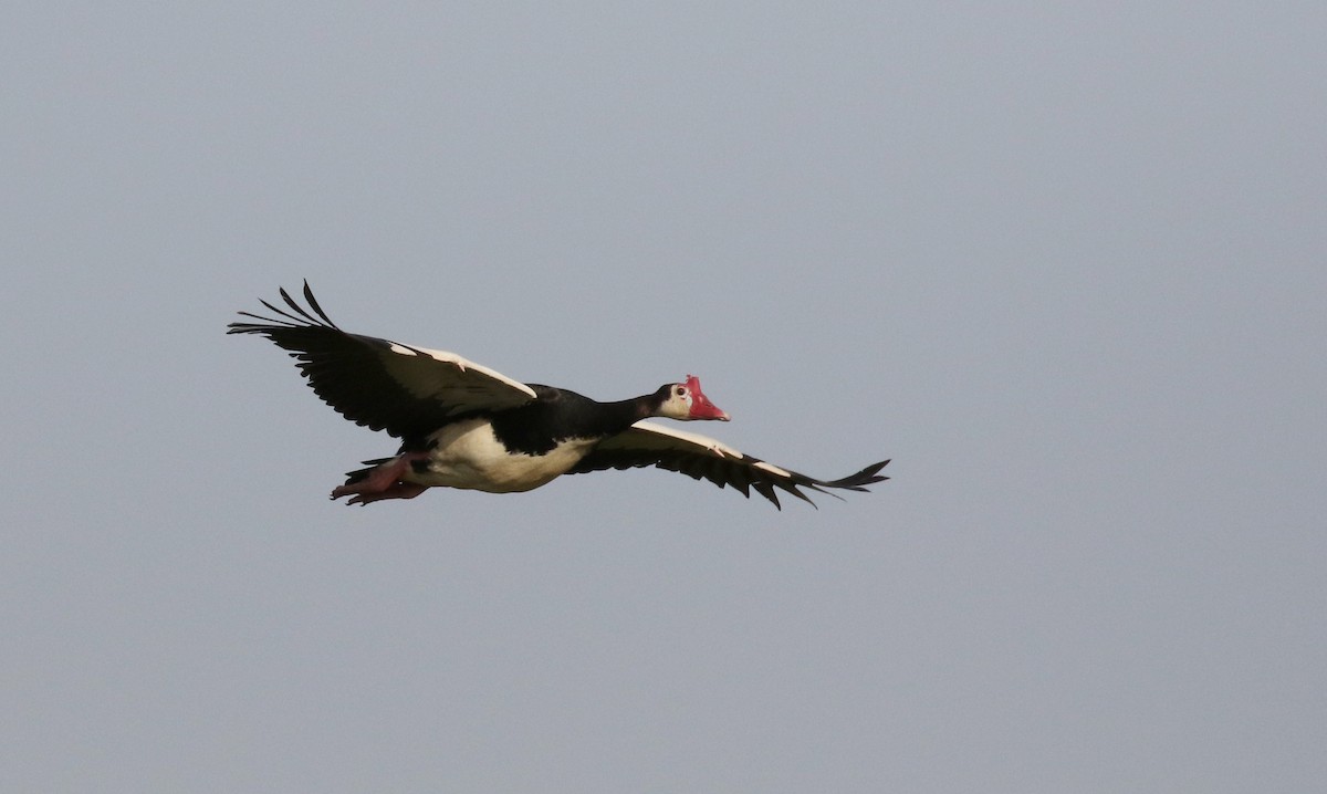 Spur-winged Goose (Northern) - ML150715351